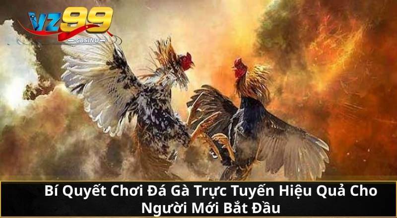 Bí Quyết Chơi Đá Gà Trực Tuyến Hiệu Quả Cho Người Mới Bắt Đầu