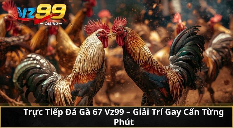 Trực Tiếp Đá Gà 67 Vz99 - Giải Trí Gay Cấn Từng Phút